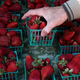 A customer finds a pint of strawberries at a farmers market in San Francisco